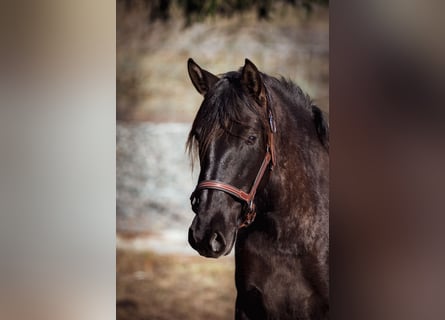 PRE Croisé, Jument, 3 Ans, 152 cm, Noir