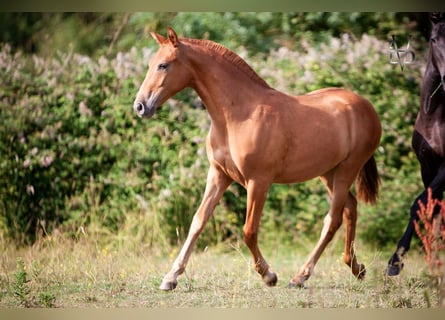 PRE Croisé, Jument, 3 Ans, 155 cm, Alezan