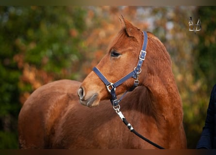 PRE Croisé, Jument, 3 Ans, 155 cm, Alezan