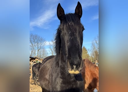 PRE Croisé, Jument, 3 Ans, 155 cm, Noir