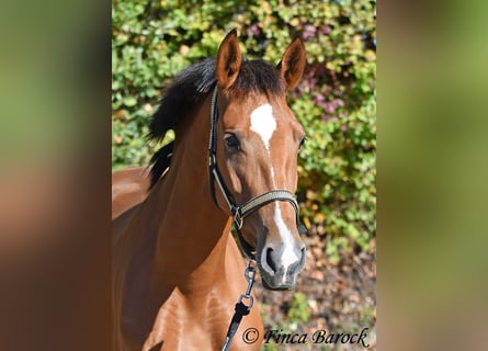 PRE Croisé, Jument, 3 Ans, 156 cm, Bai