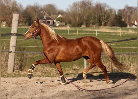 PRE, Jument, 3 Ans, 158 cm, Alezan