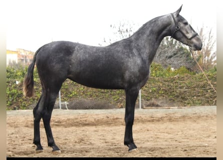 PRE, Jument, 3 Ans, 158 cm, Gris