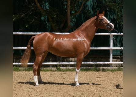 PRE, Jument, 3 Ans, 160 cm, Alezan