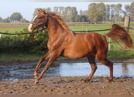 PRE Croisé, Jument, 3 Ans, 160 cm, Alezan