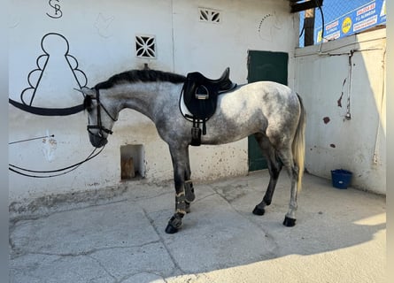 PRE, Jument, 3 Ans, 160 cm, Gris