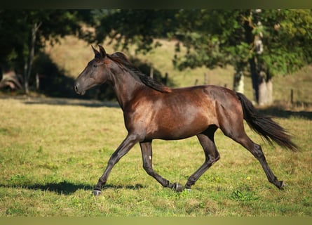 PRE, Jument, 3 Ans, 160 cm, Noir