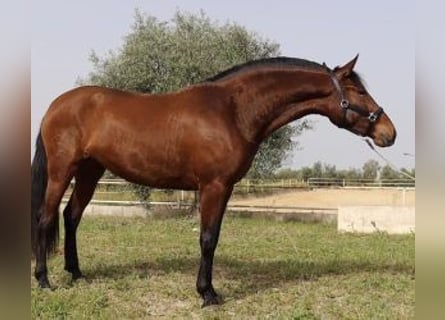 PRE Croisé, Jument, 3 Ans, 163 cm, Bai cerise