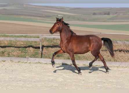 PRE Croisé, Jument, 3 Ans, 163 cm, Bai