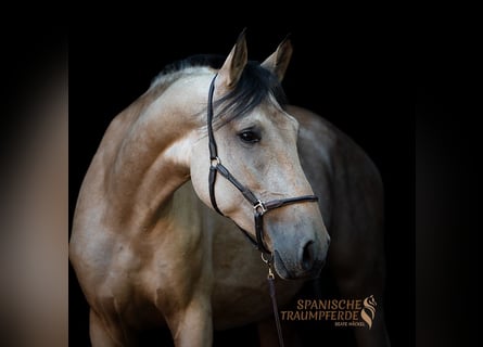 PRE Croisé, Jument, 3 Ans, 163 cm, Buckskin