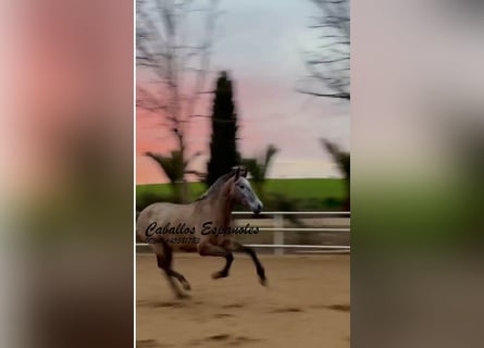 PRE Croisé, Jument, 3 Ans, 163 cm, Gris