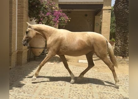 PRE Croisé, Jument, 3 Ans, 163 cm, Palomino
