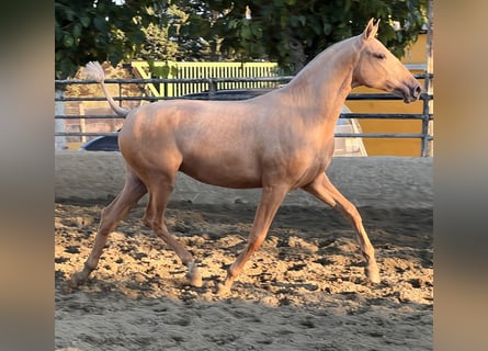 PRE Croisé, Jument, 3 Ans, 163 cm, Palomino