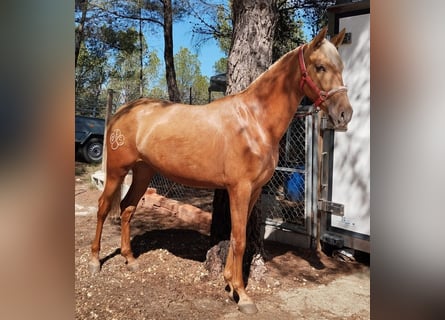 PRE Croisé, Jument, 3 Ans, 163 cm, Palomino