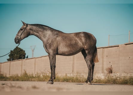 PRE, Jument, 3 Ans, 164 cm, Gris