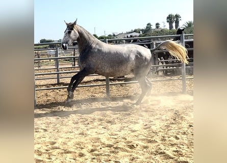 PRE, Jument, 3 Ans, 164 cm, Gris moucheté