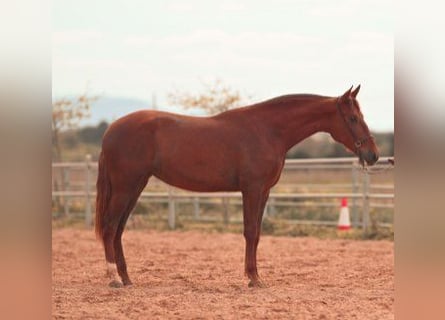 PRE, Jument, 3 Ans, 165 cm, Alezan