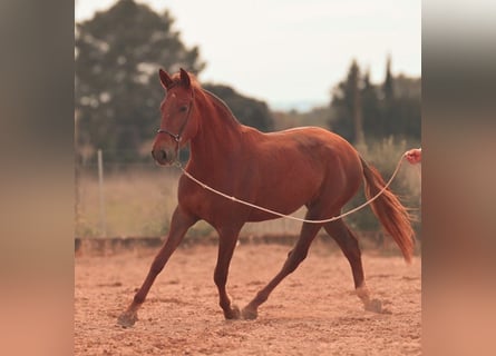 PRE, Jument, 3 Ans, 165 cm, Alezan