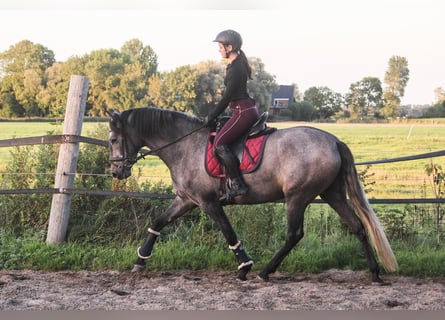 PRE, Jument, 3 Ans, 166 cm, Gris