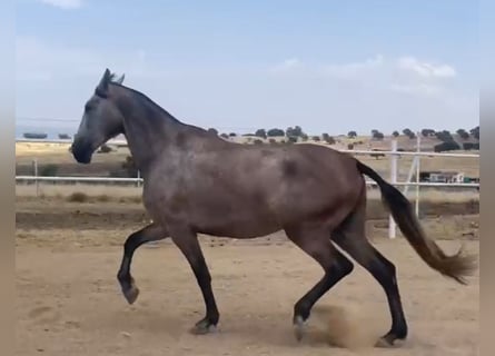 PRE, Jument, 3 Ans, 175 cm, Gris moucheté