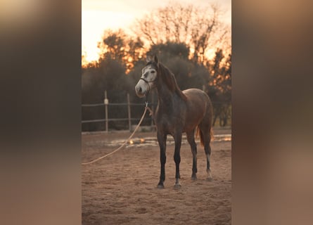 PRE Croisé, Jument, 3 Ans, Gris