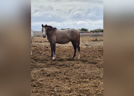 PRE, Jument, 3 Ans, Gris pommelé