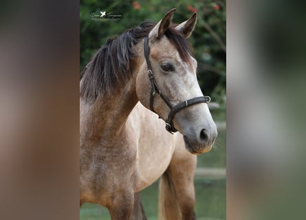 PRE, Jument, 4 Ans, 153 cm, Gris