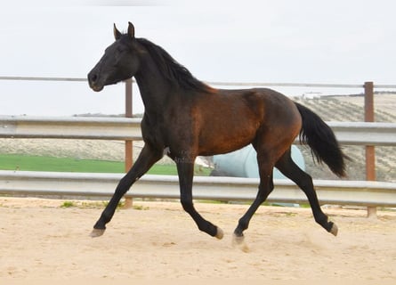 PRE Croisé, Jument, 4 Ans, 153 cm, Noir