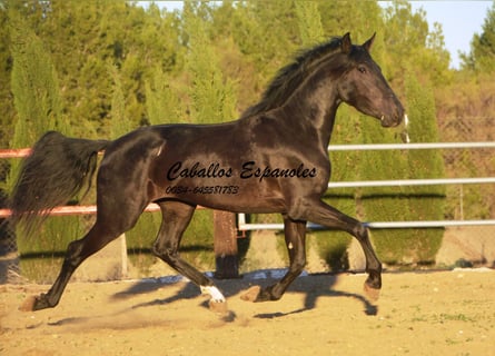 PRE Croisé, Jument, 4 Ans, 156 cm, Noir