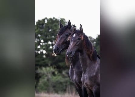 PRE Croisé, Jument, 4 Ans, 156 cm, Peut devenir gris