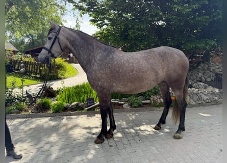 PRE, Jument, 4 Ans, 157 cm, Gris (bai-dun)