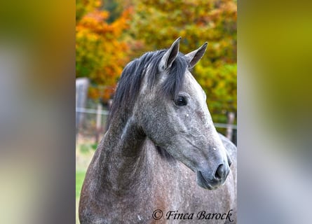 PRE Croisé, Jument, 4 Ans, 158 cm, Gris