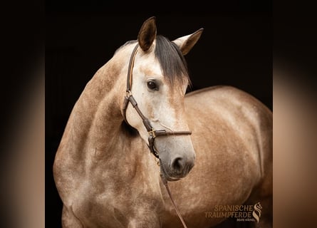 PRE, Jument, 4 Ans, 158 cm, Gris
