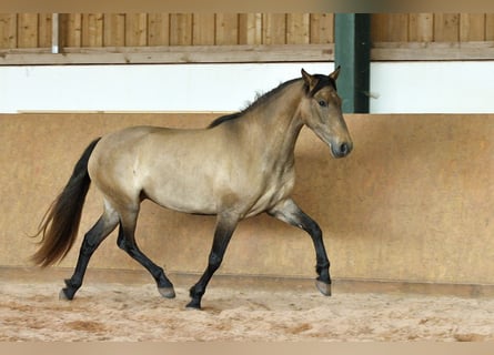 PRE Croisé, Jument, 4 Ans, 159 cm, Gris