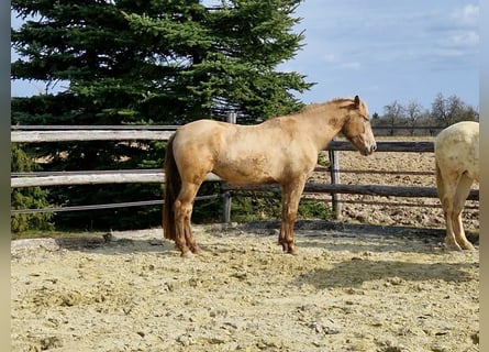 PRE, Jument, 4 Ans, 159 cm, Perle