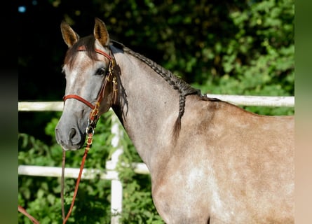 PRE Croisé, Jument, 4 Ans, 160 cm, Gris