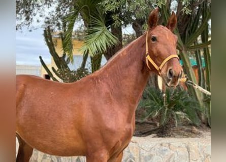 PRE Croisé, Jument, 4 Ans, 161 cm, Alezan brûlé