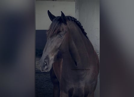 PRE Croisé, Jument, 4 Ans, 162 cm, Noir