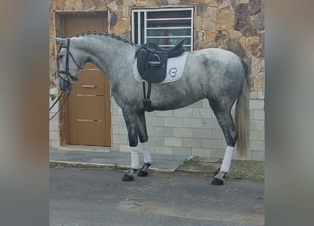 PRE, Jument, 4 Ans, 163 cm, Gris
