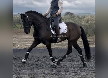 PRE Croisé, Jument, 4 Ans, 163 cm, Noir