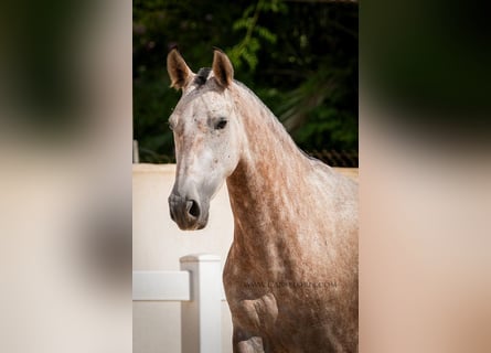 PRE Croisé, Jument, 4 Ans, 164 cm, Aubère