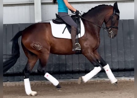 PRE Croisé, Jument, 4 Ans, 164 cm, Bai