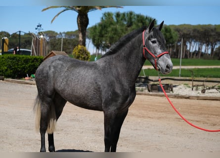 PRE Croisé, Jument, 4 Ans, 164 cm, Gris pommelé