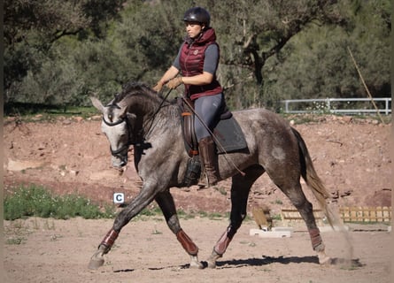 PRE Croisé, Jument, 4 Ans, 166 cm, Rouan bleu