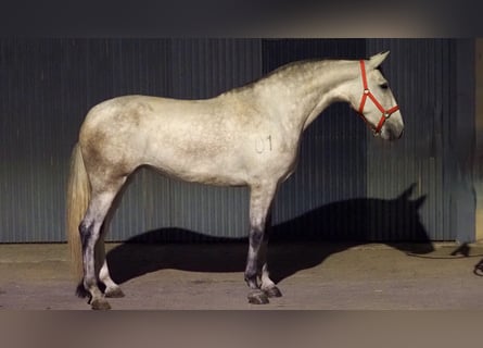 PRE Croisé, Jument, 4 Ans, 170 cm, Gris