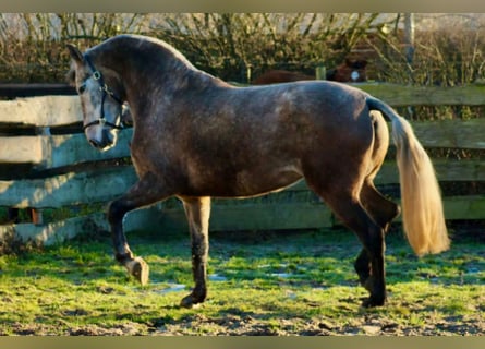 PRE Croisé, Jument, 4 Ans, 171 cm, Gris (bai-dun)