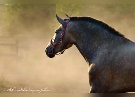 PRE Croisé, Jument, 4 Ans, 171 cm, Gris (bai-dun)