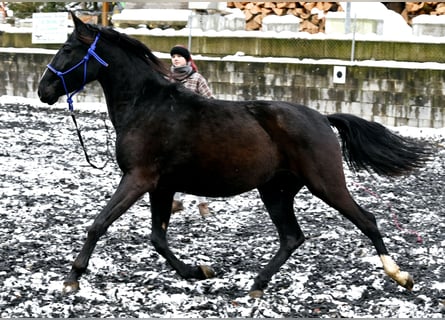 PRE, Jument, 4 Ans, Noir