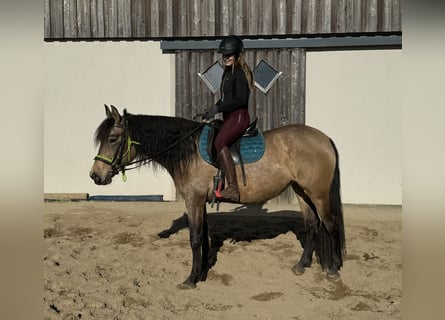 PRE Croisé, Jument, 5 Ans, 153 cm, Isabelle