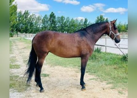PRE Croisé, Jument, 5 Ans, 160 cm, Bai cerise